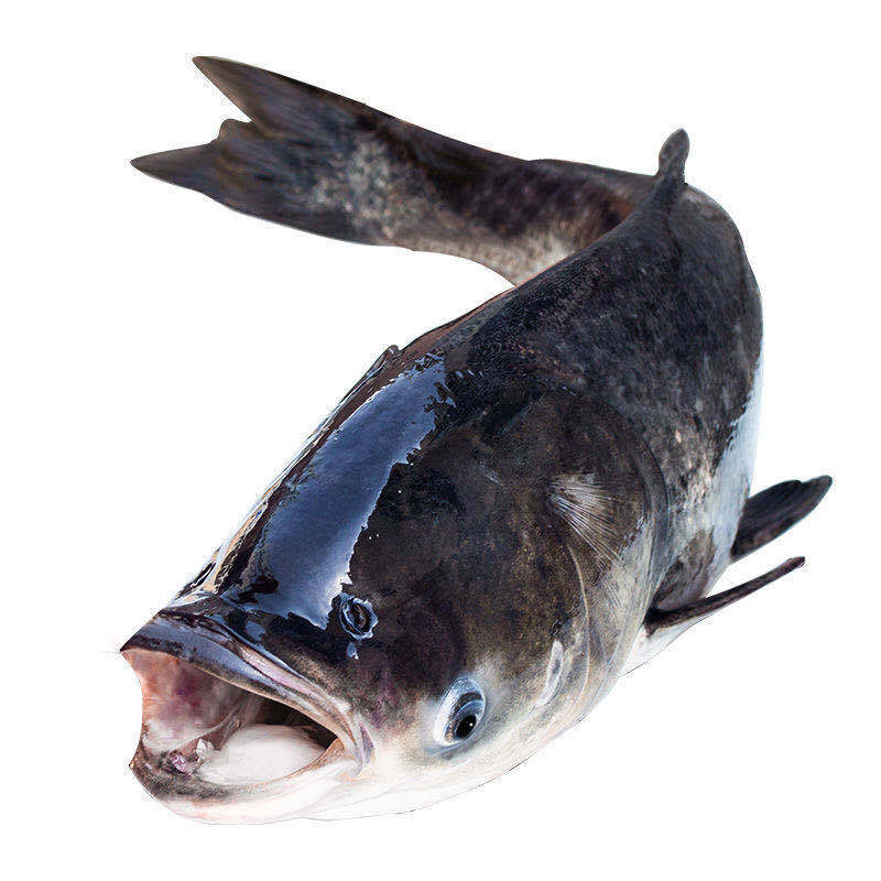 千岛湖活鱼鳙鱼新鲜大鱼头活体胖头鱼鲜活大头鲢活鱼花鲢1500g