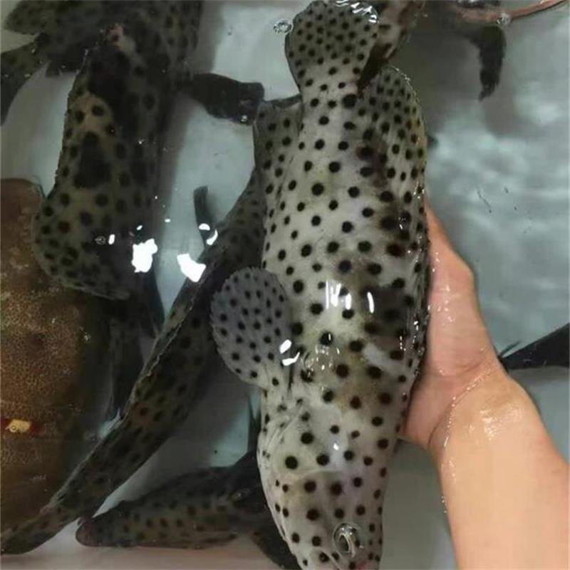 深海新鲜老鼠斑 新鲜海鲜鱼类 海捕斑点鱼  青斑 鳘鱼