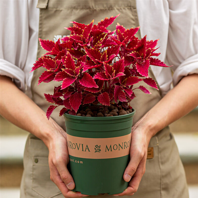 醉春木彩叶草盆栽好养易活五彩苏室内阳台植物室外庭院红色叶子花卉