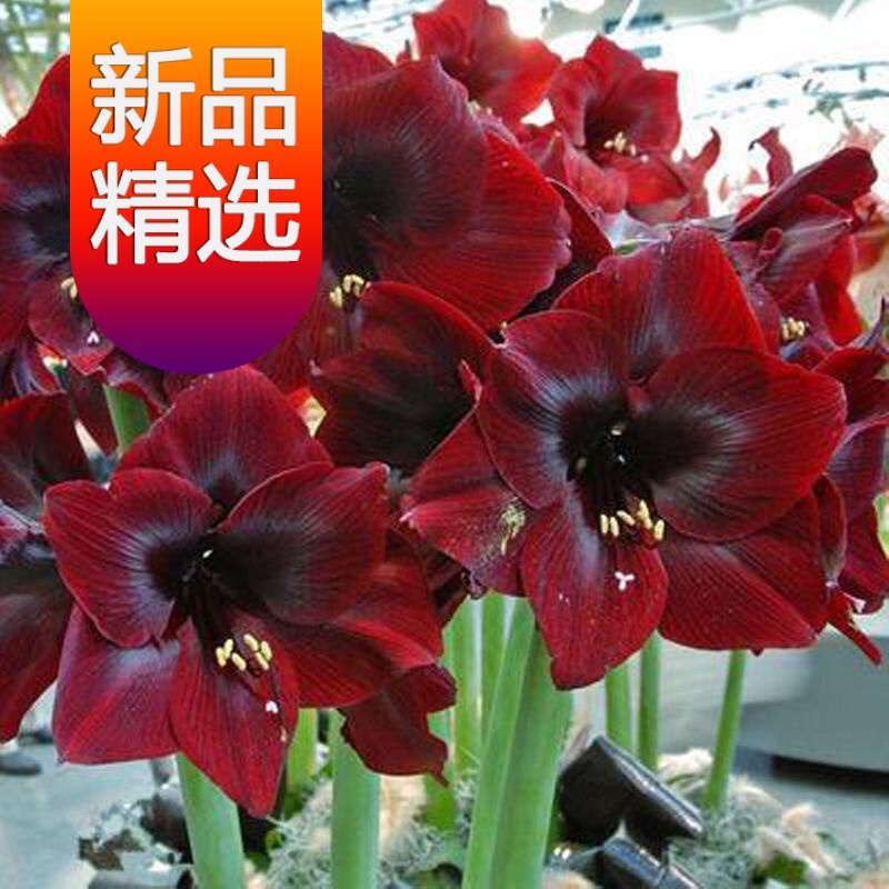 【开春季】荷兰进口重瓣朱顶红种球超大花球室内外盆栽球根花卉四季