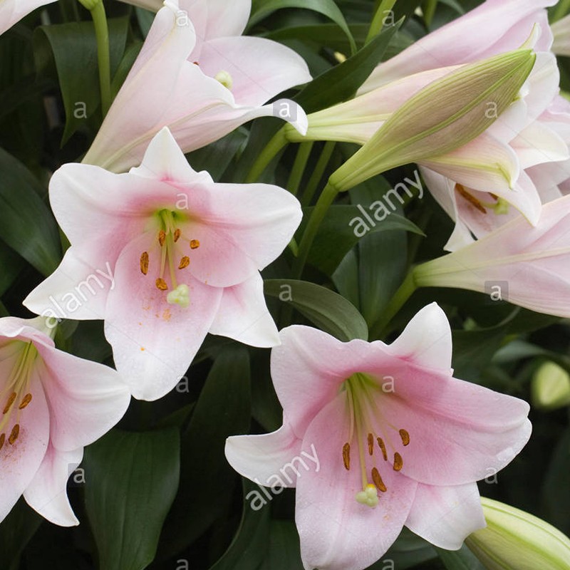 һ԰װڰٺLOļԵԶ  316-18cm