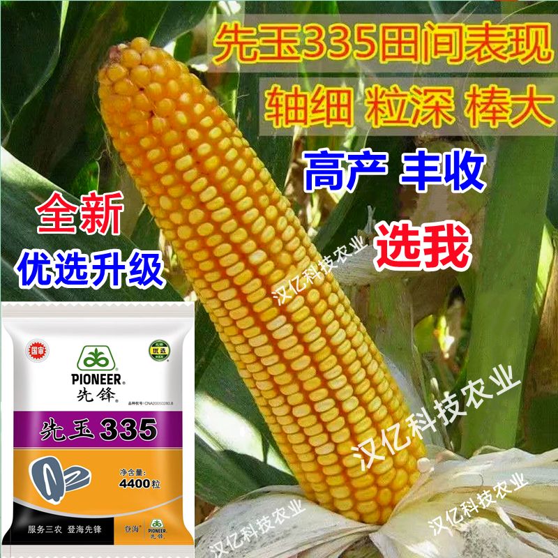 细辛登海先玉335玉米种高产红轴大棒抗病抗旱耐盐碱南方北方优选升级