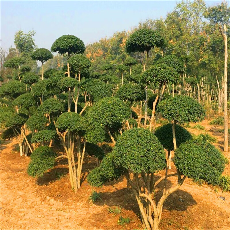 花嫁衣耐寒花镜植物川滇蜡树亮晶女贞棒棒糖系列庭院造型盆栽观叶植物