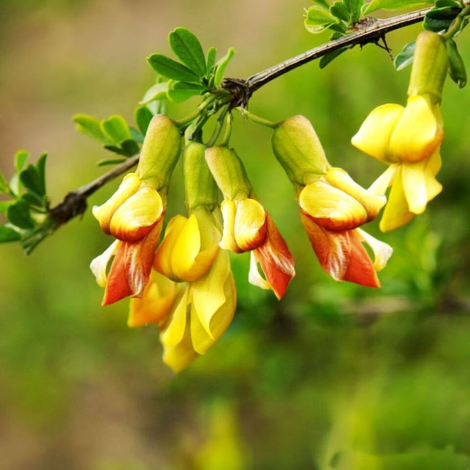 采缇食用金雀花树苗盆栽黄金雀阳台庭院种植南雀耐寒植物阳雀花锦 不