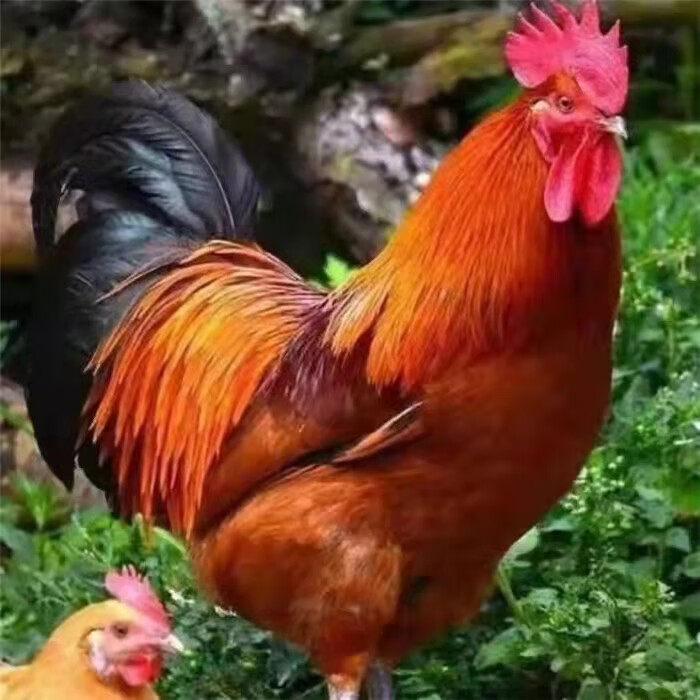 九斤红公鸡活九斤黄鸡公鸡肉鸡红玉380鸡小鸡活阉鸡活 35日龄九斤红买