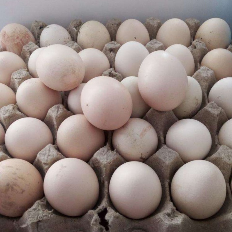 越南斗鸡种蛋  盖沙斗鸡种蛋缅甸斗鸡 纯种斗鸡蛋 可孵化受精种蛋