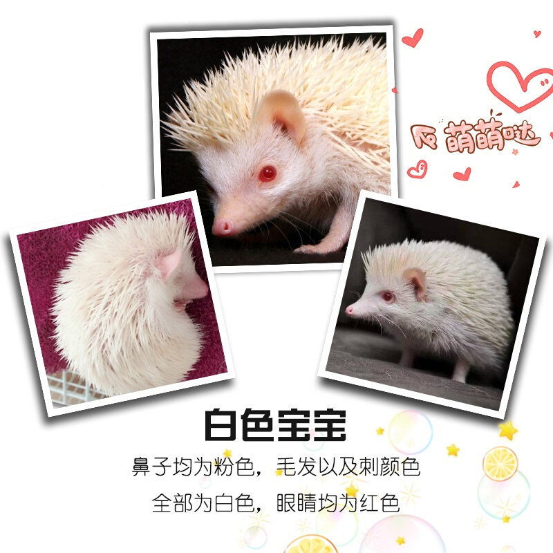 非洲迷你刺猬活物纯种无虫打过疫苗活体刺猬幼崽带笼子 白色母40天