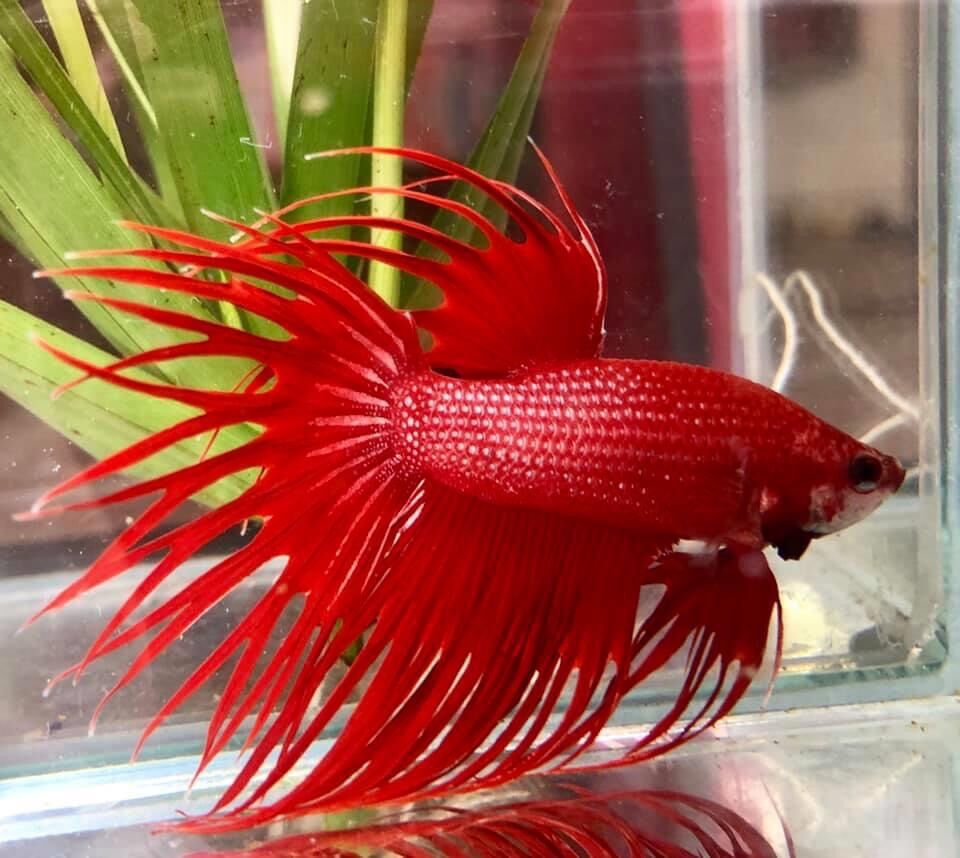 墨一泰国斗鱼狮王半月马尾母鱼活鱼好养观赏鱼活体宠物热带鱼淡水鱼