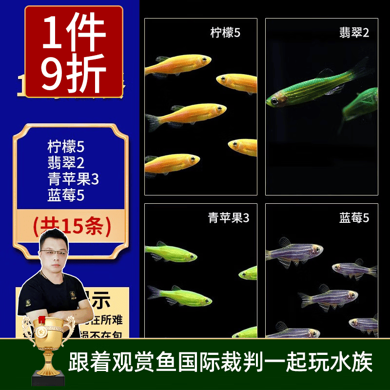 云峰海瑞热带鱼 观赏鱼 观赏鱼小型 斑马鱼 活体 热带鱼活体 小型鱼 活鱼 柠檬5翡翠2青苹果3蓝莓5共15高性价比高么？