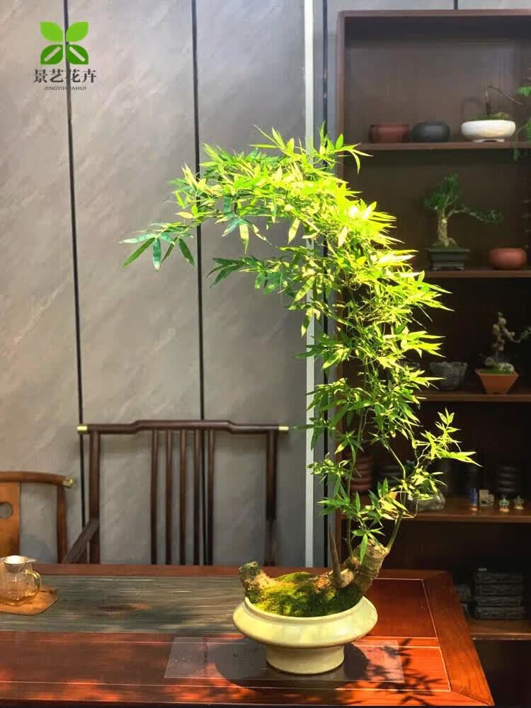 小叶簕竹蕨老桩正宗小叶刺竹勒竹佛肚竹观音竹连体竹成品竹子盆景 小叶簕竹专用土【9.8斤】 裸根不带叶子不含盆