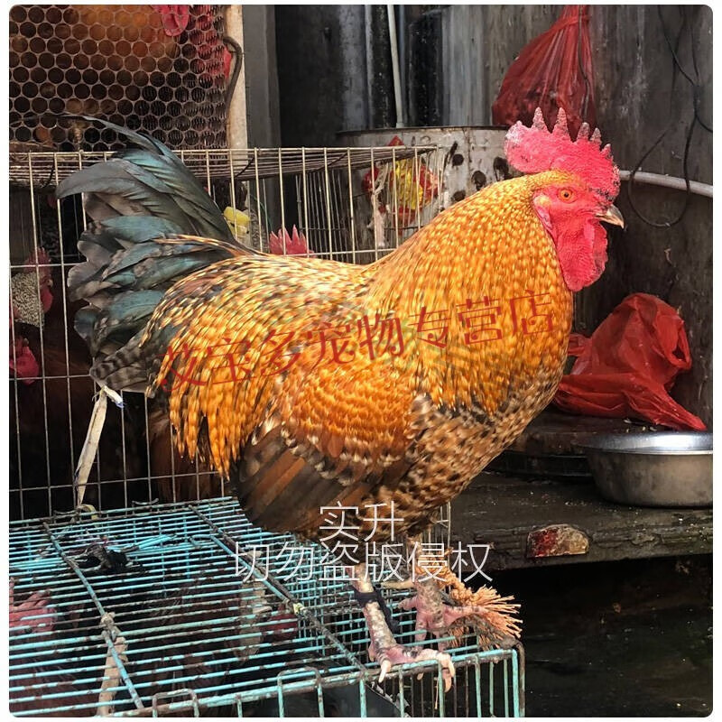 金芦花鸡苗半斤汶上县芦花鸡幼苗散养土鸡白芦花观赏小鸡活 1斤4只