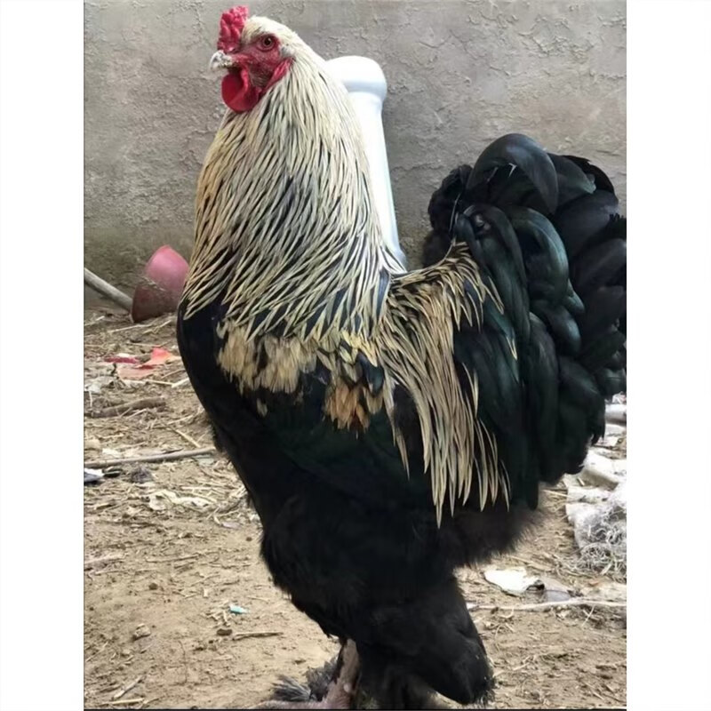 微山湖黑银婆罗门鸡梵天鸡种蛋受精蛋可孵化观赏宠物鸡小鸡生态养殖散