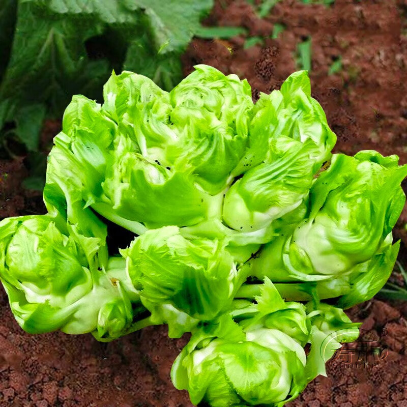 寿禾四川儿菜种子新种家庭种植早熟春冬季青蔬菜阳台籽 寿禾四川儿菜