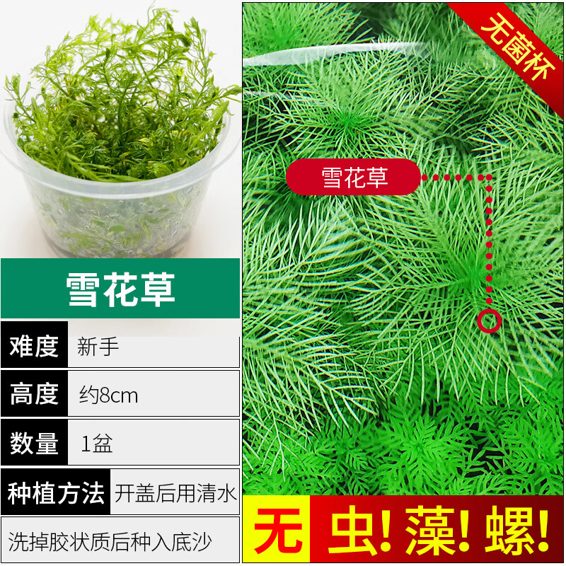 共度（Gong Du）無菌水草杯魚缸造景前景水培植物陰性有莖真草新手矮珍珠凈水增氧 【無藻無螺 株量多】雪花草
