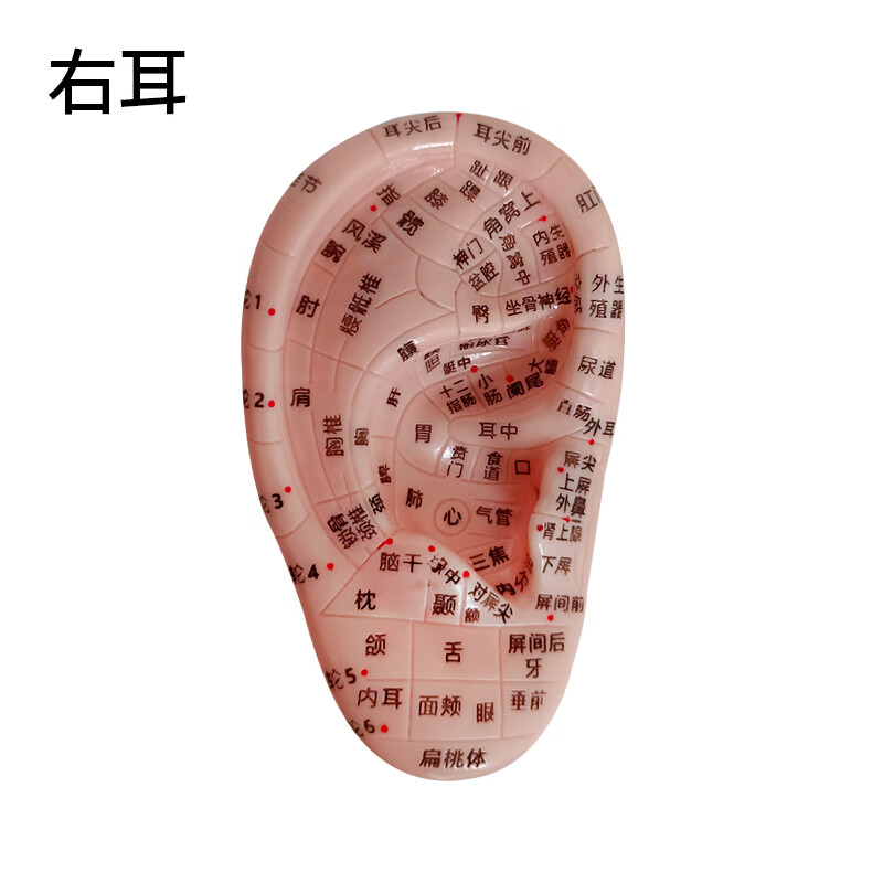 多穴位高清针灸人体耳朵穴位模型 清晰刻字耳模型耳穴模型按摩针灸