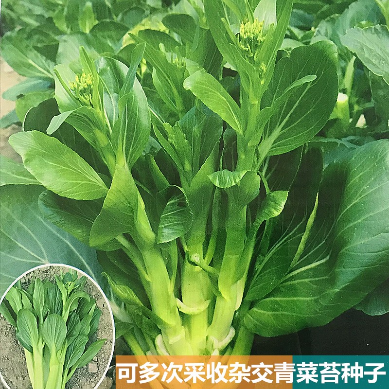 揭美高产45天菜心种子,柳叶尖叶油菜心,油青型尖叶甜菜心种子阳台盆栽