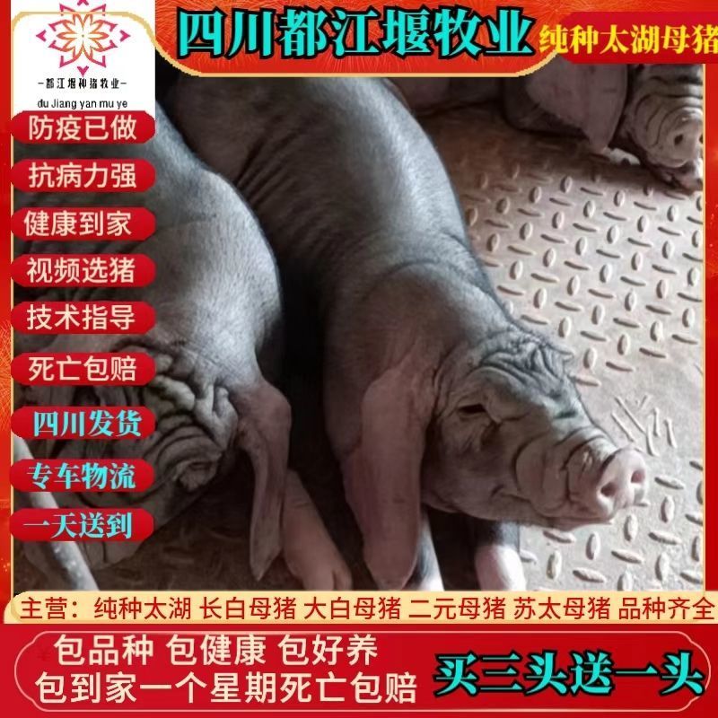 纯种太湖母猪太湖母猪苗原种太湖怀孕母猪一代太湖母猪养殖资料