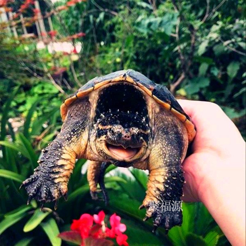 御聚源北美小鳄杂佛鳄活体宠物观赏龟乌龟外塘生态养殖佛鳄苗异宠活体