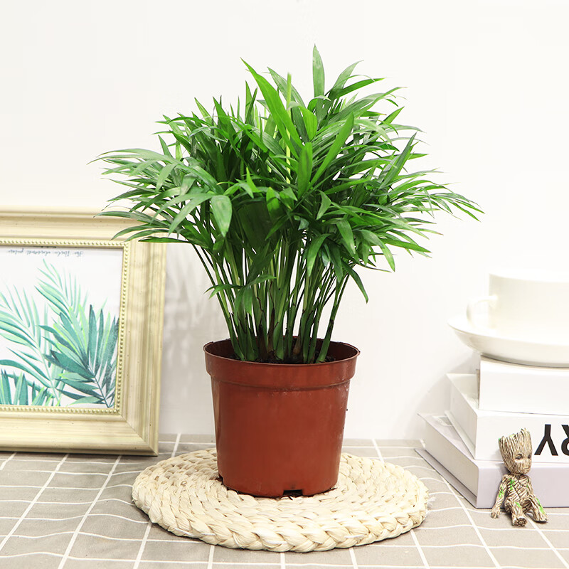 缤贤袖珍椰中式陶瓷盆懒人储水盆室内净化空气观赏好养活小盆栽办公室