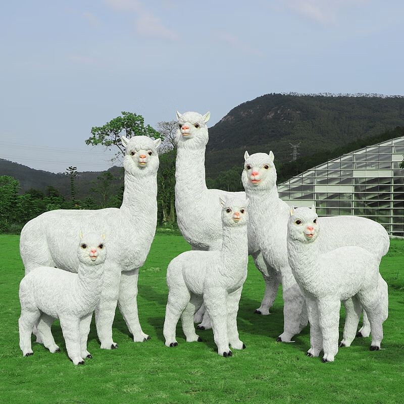 精品羊驼宠物活物出售租赁活体神兽萌宠小羊驼幼崽景区展览