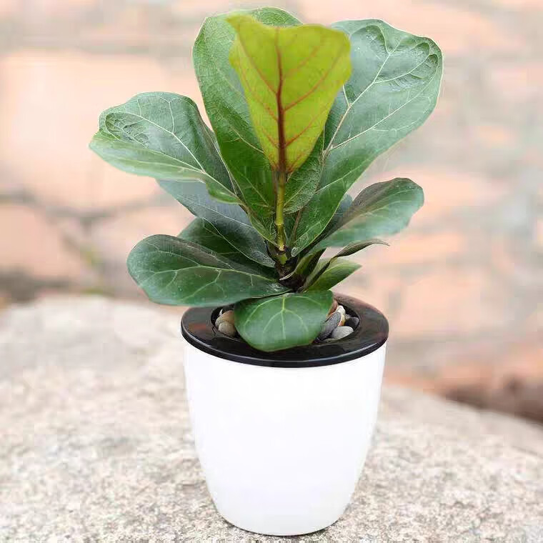 晶花通【同城配送两小时达】琴叶榕花卉家具客厅办公室前台大厅节日