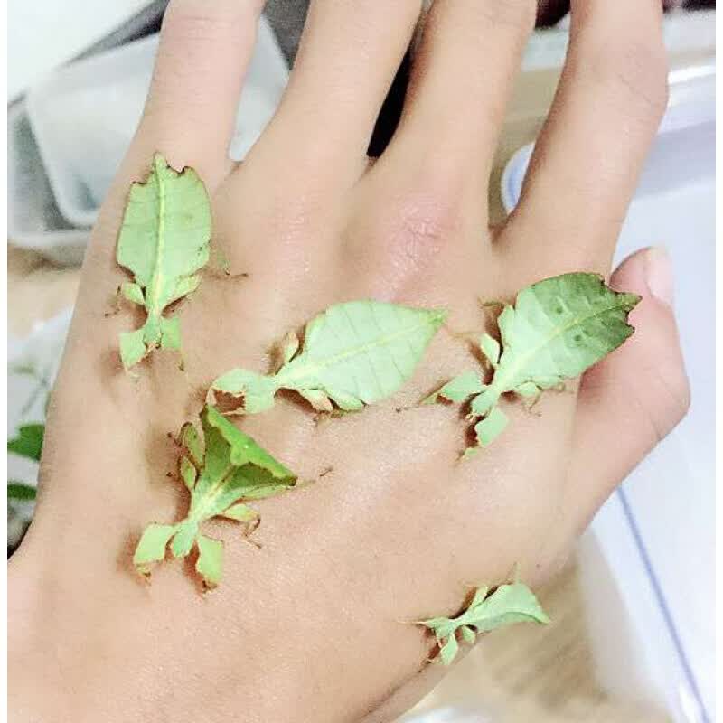 【店铺推荐】叶脩虫叶子虫开食幼虫现货吃芭乐月季芒果叶宠物竹节虫卵