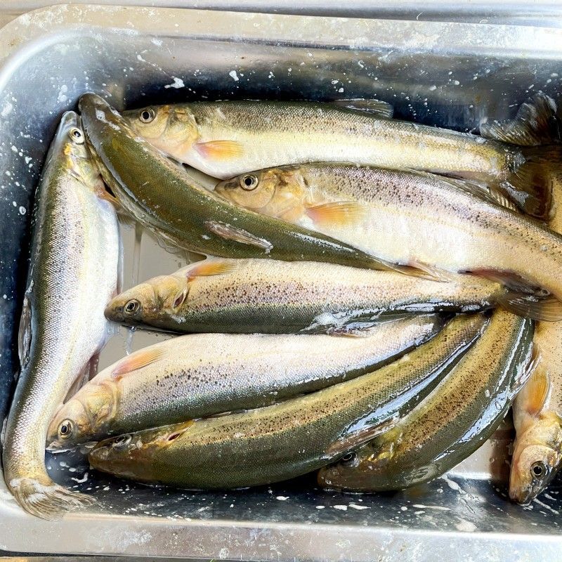 伊杰蔻发货顺丰快递】东北柳根鱼小鱼批发速冻发货柳根子 野生大号柳