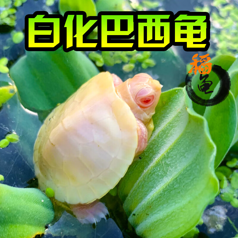 变异白化巴西龟苗宠物观赏焦糖黄金甲深水小乌龟混养活物 2-3厘米 不