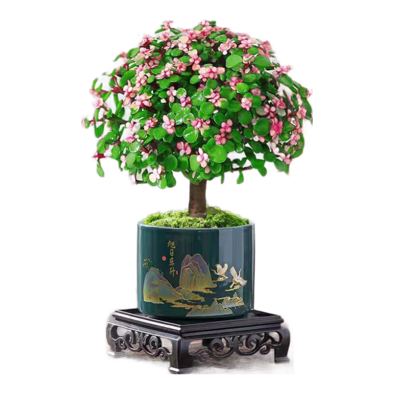 ̩��˿���˽�֦��Ҷ����������ֲ���ܰڼ����ն����մ���+���� Դͷֱ�� 31Ԫ