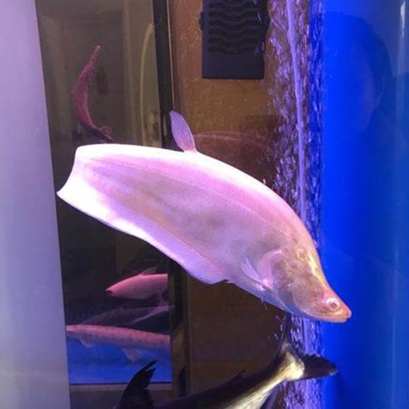 乐淘逸宠七星刀鱼活体东洋刀耐活好养大型热带观赏 12-13cm白化金刀1