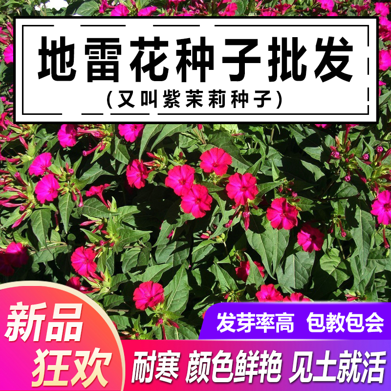 种子驱蚊虫四季庭院阳台易种易活胭脂花紫茉莉花种籽 紫茉莉种子60粒