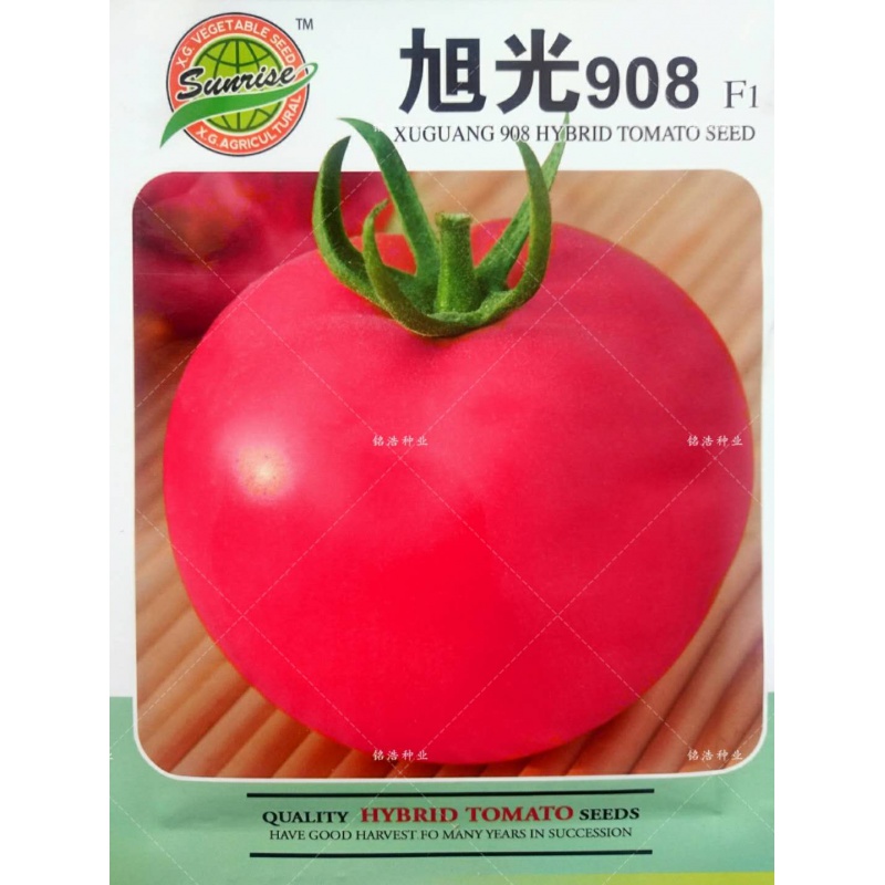春枝韵大粉果番茄种子旭光908西红柿籽 高秧抗病大田阳台盆栽四季播