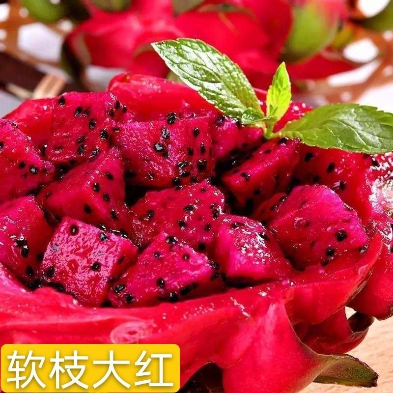 红心火龙果树苗南北方四季种植阳台庭院室内外种植当年结果 软枝大红