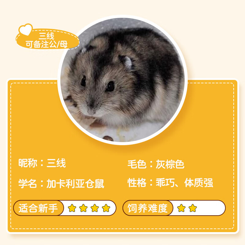 麦基乐小仓鼠活物银狐三线金丝熊一对送包活运输 三线/只【需备注公