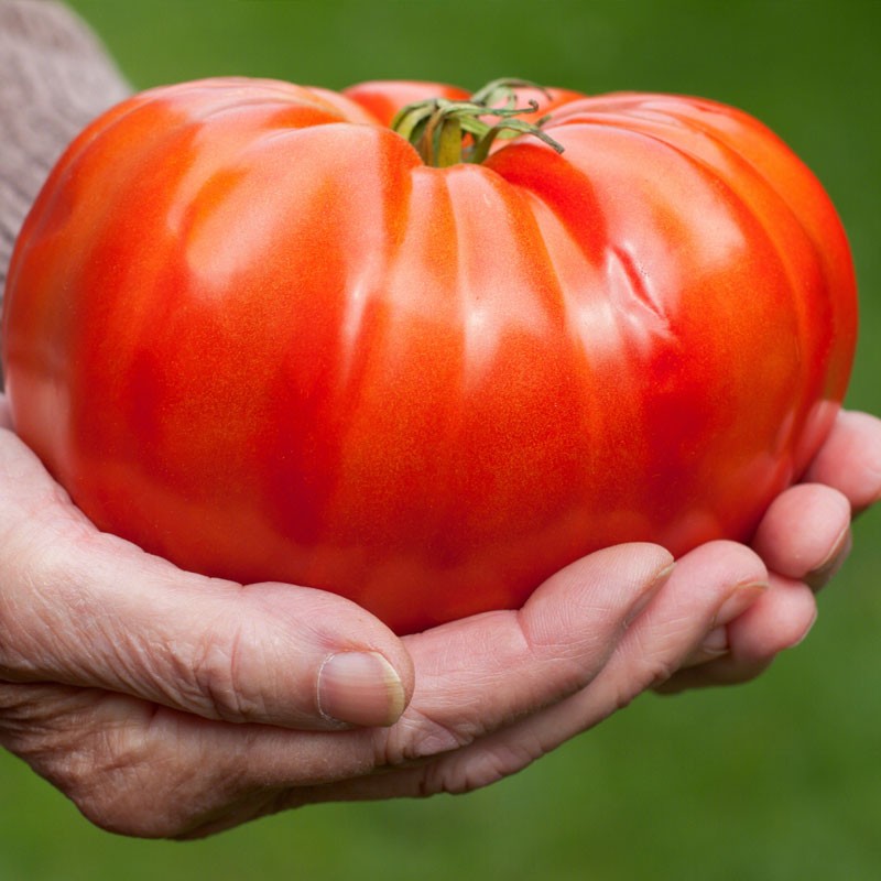 大禹巨型牛排番茄苗种子老品种特大西红柿沙瓤  巨型牛排番茄种子 5粒