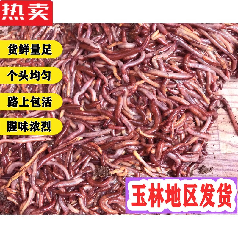中国最大红虫养殖基地图片