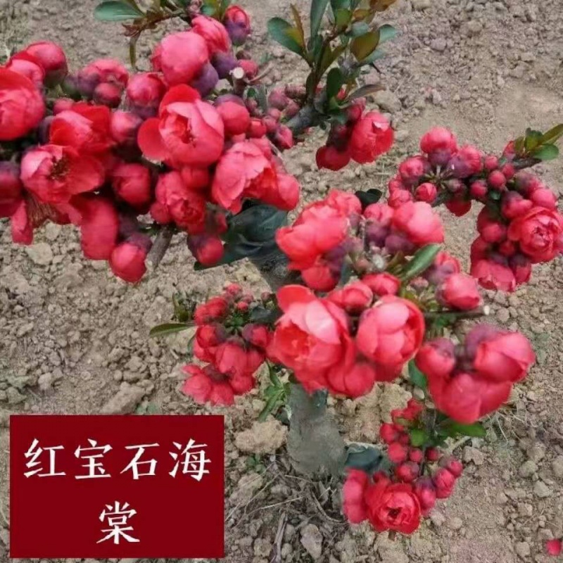 海棠】海棠花多头盆栽盆景耐寒室内外四季开花重瓣 红宝石海棠 3年苗