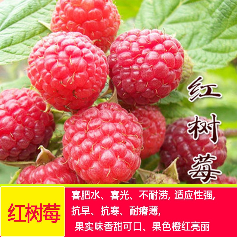 精选 四季树莓苗盆栽阳台地栽当年结果红黑覆盆子果树苗抗寒南北方种植红树莓3年苗2棵 虎窝购 精选 四季树莓苗盆栽阳台地栽当年结果红黑覆盆子果树苗抗寒南北方种植红树莓3年苗2棵 虎窝购