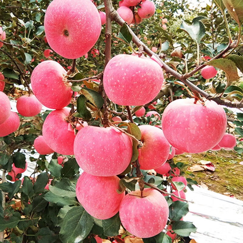 淘鲜拾光陕西洛川红富士苹果苹果水果新鲜脆甜 5斤装【单果80-85mm】