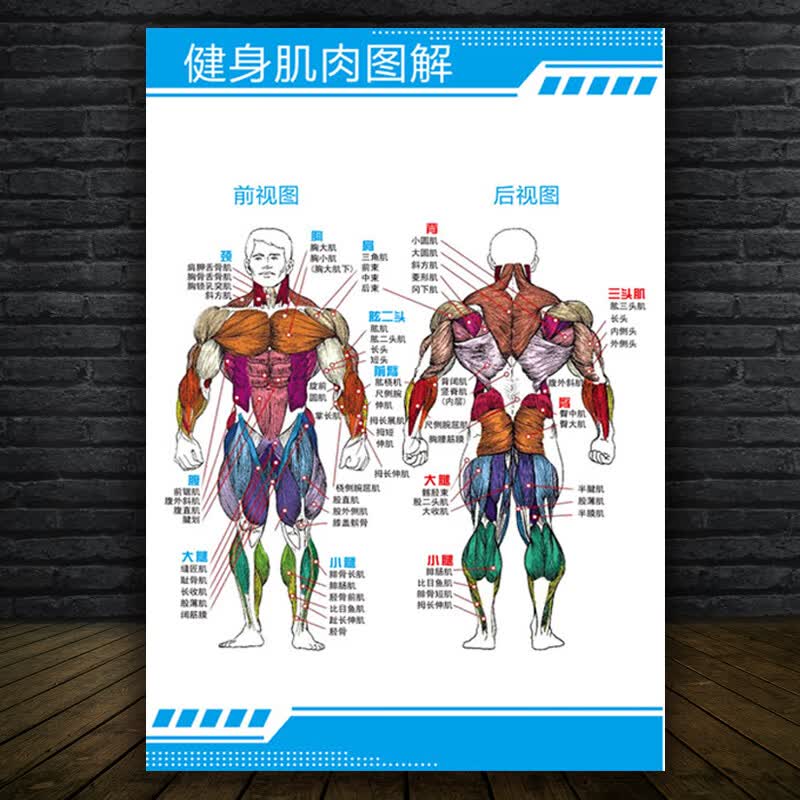 美识人体骨骼肌肉墙贴 健身房人体肌肉结构图片健身全身肌肉图解海报