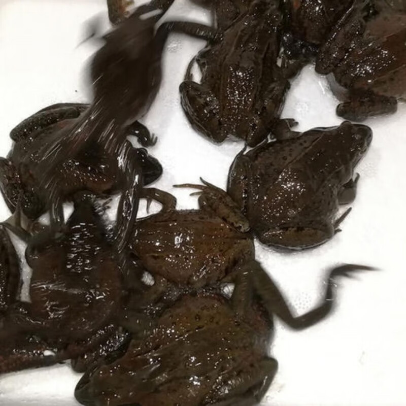 快速】活林蛙东北哈什蚂 红肚皮蛤士玛 全母全籽 长白山红肚蛤蟆活体