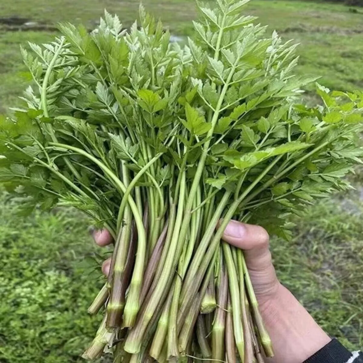 现摘水芹菜野菜新鲜蔬菜野生菜现摘当季农小叶芹野水芹 1斤