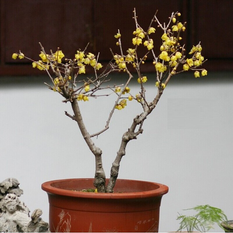 花无痕 四季种植庭院阳台苗木盆栽地栽花卉树苗 腊梅树苗 4年苗