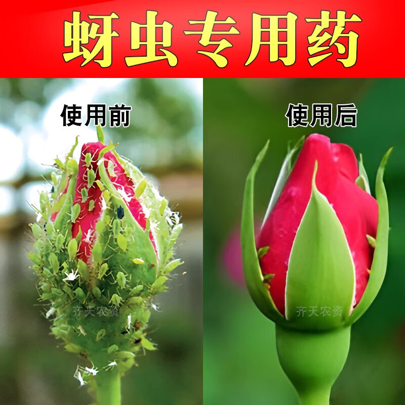 后手翘蚜虫专用药月季蚜虫花卉植物腻虫蔬菜腻虫家用花草杀虫剂吡虫啉