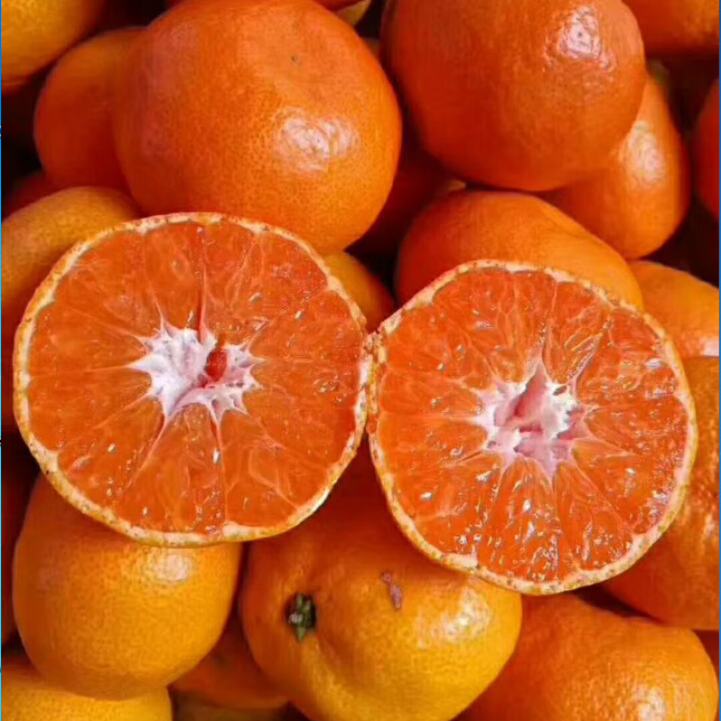 皓谦临海涌泉蜜桔东海爆橘礼盒装整箱新鲜橘子薄皮桔子当季水果 柑橘