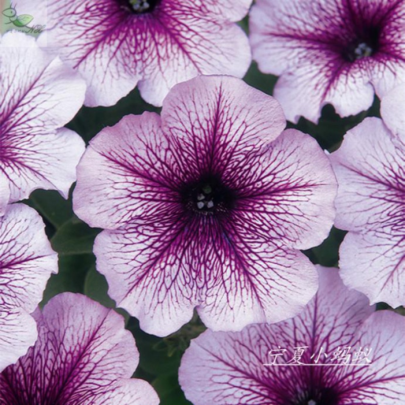 市蜃楼进口泛美矮牵牛丸化花种子/宁夏小蚂蚁春秋播好养10 淡紫色50粒
