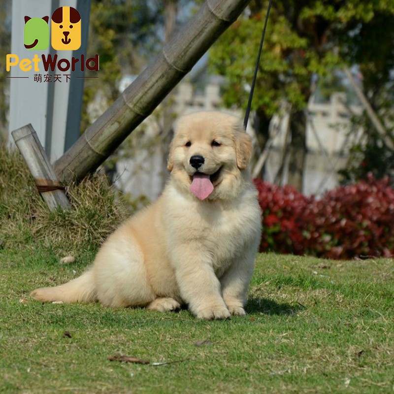 哼嘟(humdu)纯种金毛幼犬 活体 宠物狗 小金毛 带血统证书芯片 金毛