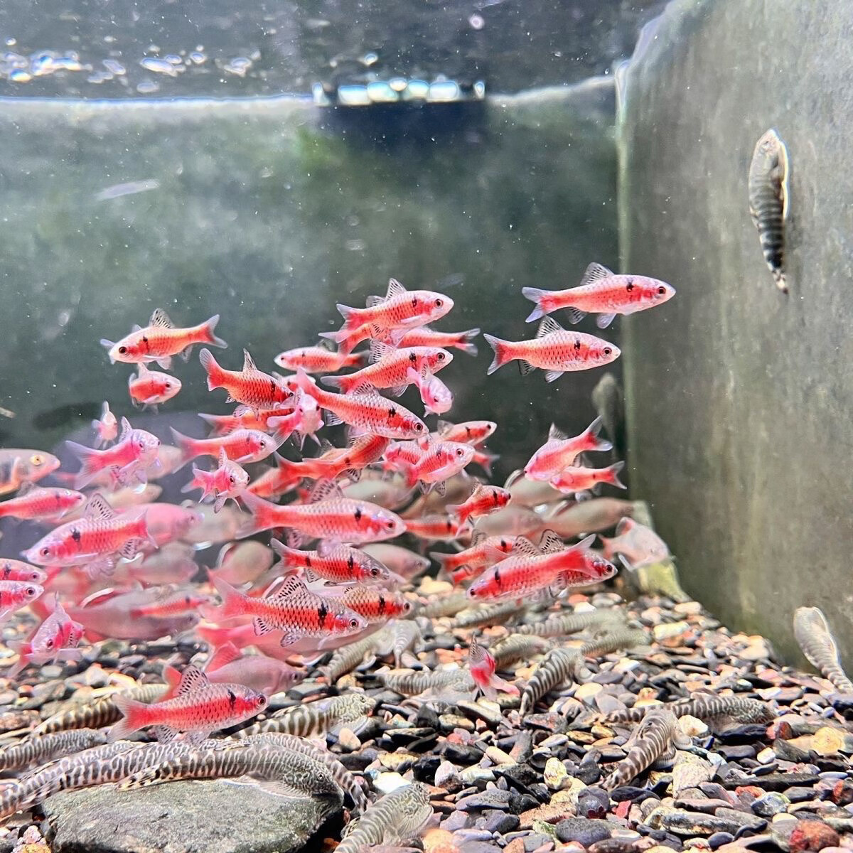 【钻石彩虹鲫】冷水观赏溪流缸鱼原生鱼易活群游小型鱼大帆玫瑰鲫 3-4