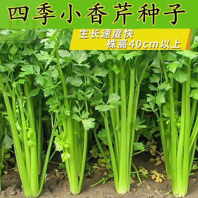 芹菜种子小香芹种子西芹菜种子蔬菜种子四季农家种植芹菜种子大全 小