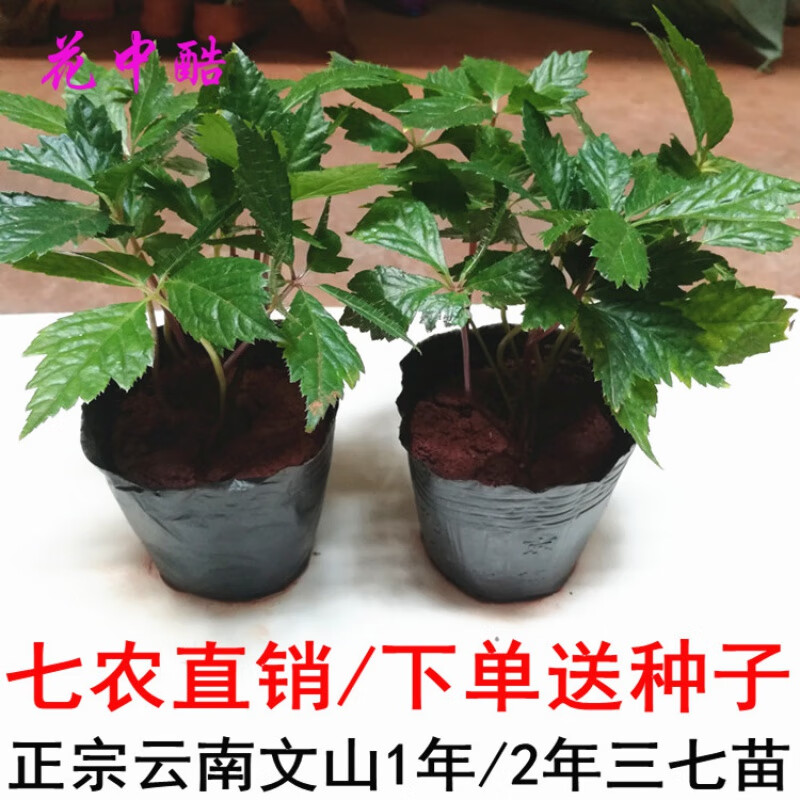 花中酷  云南文山三七苗 1年三七苗(5棵